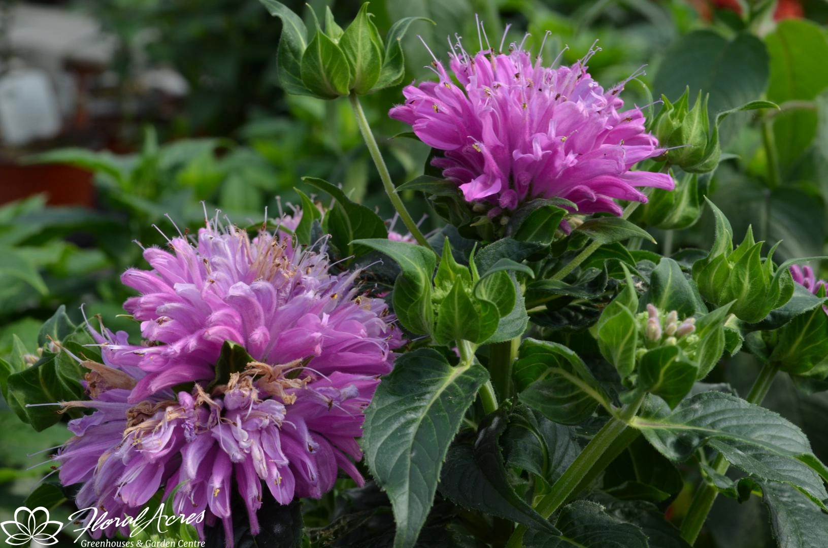 petite delight bee balm plant